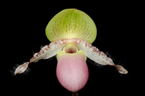 Paphiopedilum glaucophyllum var. moquettianum ‘Windflower’ AM/AOS 80 pts.